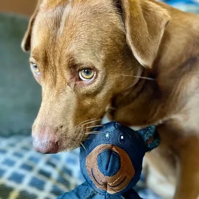 Langlebiges Hunde-Kauspielzeug – Hält hartem Kauen stand