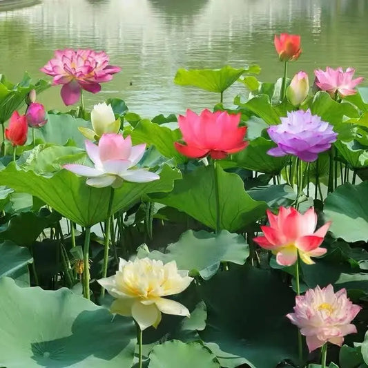 Bunte Bonsai-Lotus-Samen Mivoza Deutschland