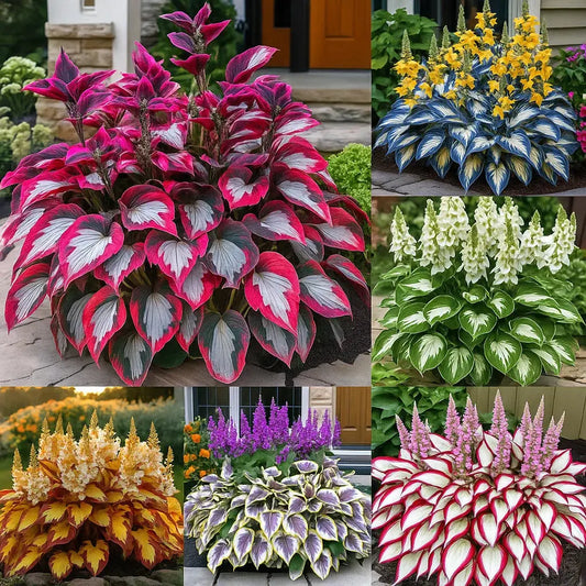 Hosta-Samen für schattige Ziergärten Mivoza Deutschland
