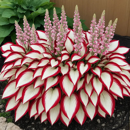 Hosta-Samen für schattige Ziergärten Mivoza Deutschland