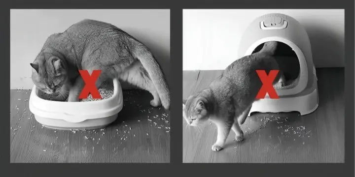 Katzenstreumatte – Halten Sie Ihre Böden sauber und streufrei! Mivoza Deutschland