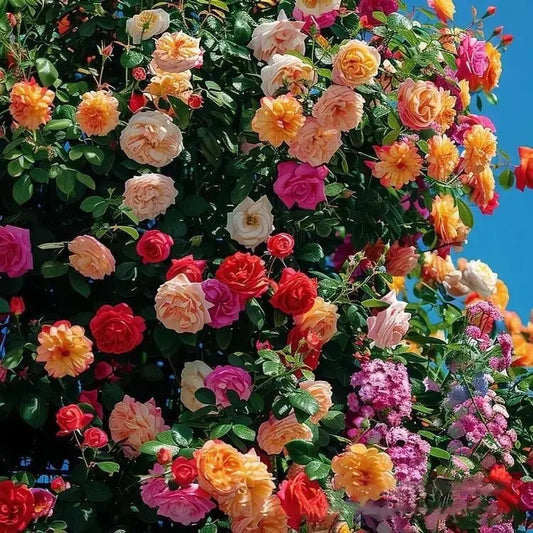 Kletterrosen-Samen Rosa Eden – zeitlose Gartenpracht Mivoza Deutschland