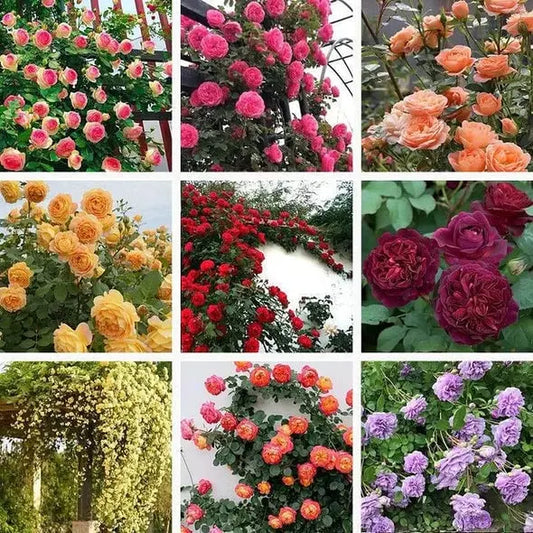 🔥🌺Die Königin der Blumen – Kletterrosensamen Zorenza