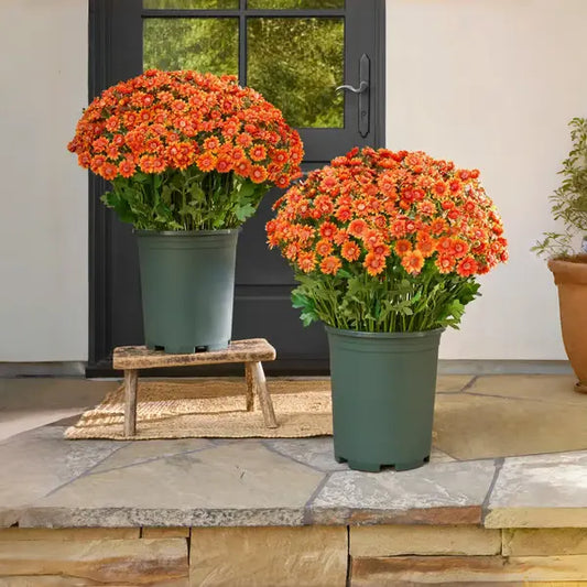 Künstliche Chrysanthemen – Realistische Blüten in warmen Sunset-Tönen Mivoza Deutschland