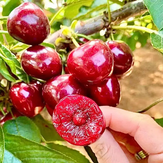 Rainier Cherry Seeds – Hochwertige Kirschen Zorenza