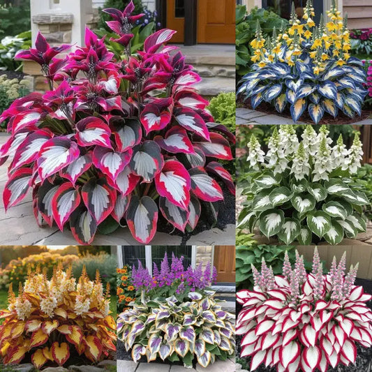 🎁🍃Rare Hosta Seeds🌿 Zorenza