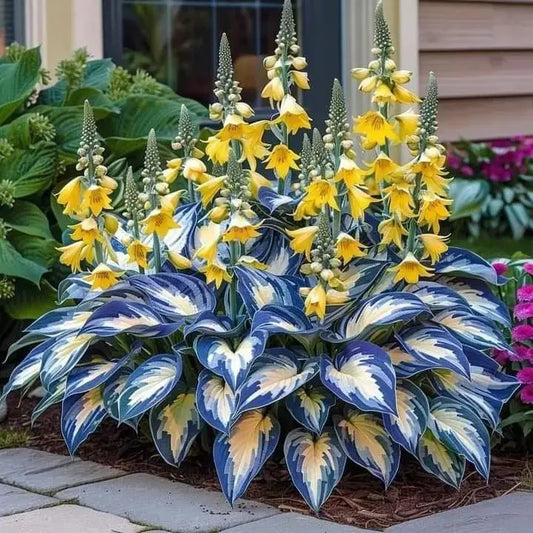 🎁🍃Rare Hosta Seeds🌿 Zorenza