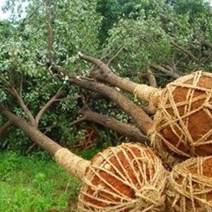 Starkes Bewurzelungspulver für gesunde Pflanzenwachstums Mivoza Deutschland