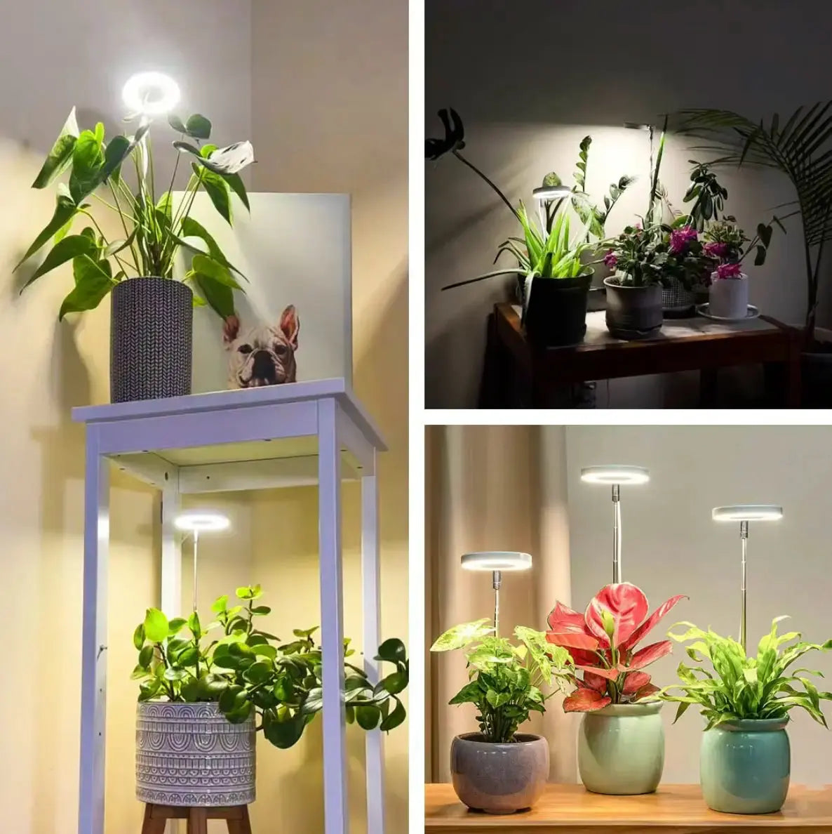 Verstellbare LED-Pflanzenlampe – Optimales Licht für gesundes Wachstum Mivoza Deutschland