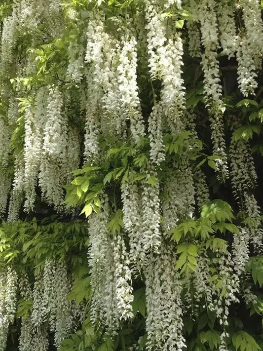 Wisteria-Samen – essbare Blüten mit natürlicher entgiftender Wirkung Mivoza Deutschland