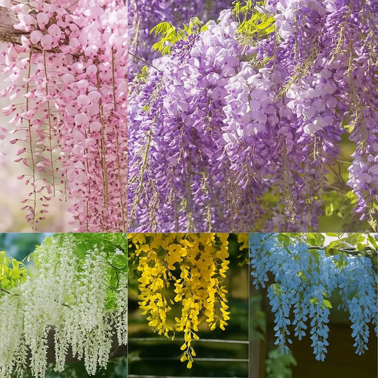 Wisteria-Samen – essbare Blüten mit natürlicher entgiftender Wirkung Mivoza Deutschland