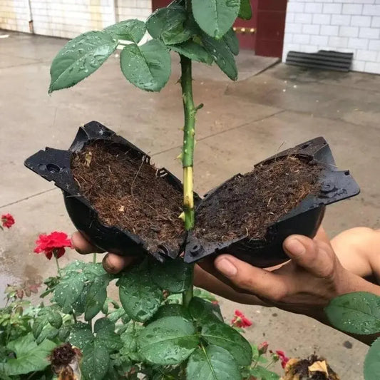 🌱Plant Root Growing Box Zorenza