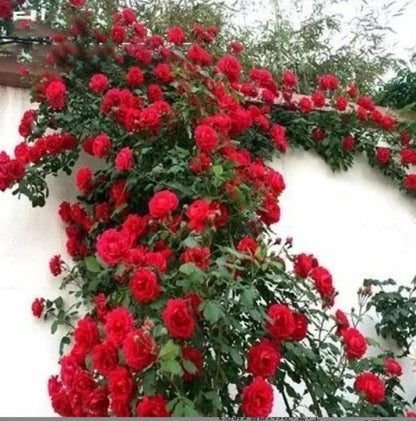 255 Samen Kletterrosen-Samen – Atemberaubende Blüten für Ihren Garten Mivoza Deutschland