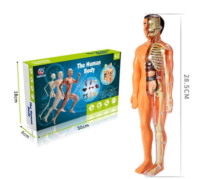 3D-Modell des menschlichen Körpers – Spielerisches Anatomie-Lernen Mivoza Deutschland