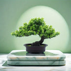 Immergrüner Bonsai