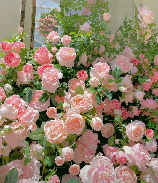 🔥🌺Die Königin der Blumen – Kletterrosensamen Zorenza