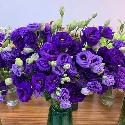 200 Samen Eustoma-Dornlose Rosensamen – Schnelles Keimen & Lange Blütezeit Mivoza Deutschland