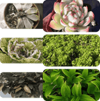 Pflanzen- & Blütenaktivator Flüssig – Stärkere Wurzeln & Mehr Blüten